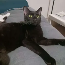 Gigi